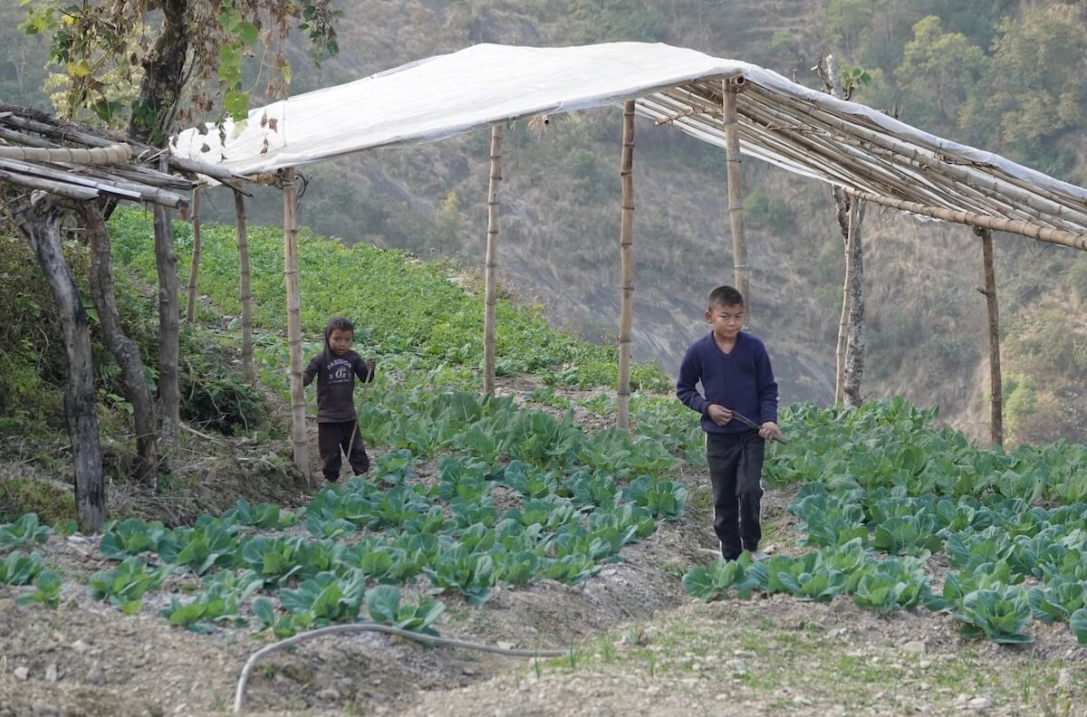 Green Food Foundation Nepal 7